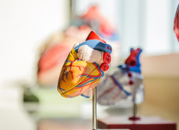 Биотехнологическая MyoKardia Inc продана Bristol-Myers Squibb за $13,1 млрд